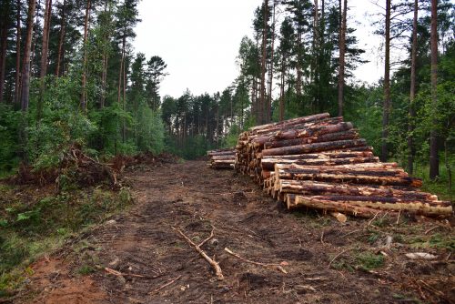 Без шуму й під прикриттям війни: уряд може відмінити ОВД для рубок лісу