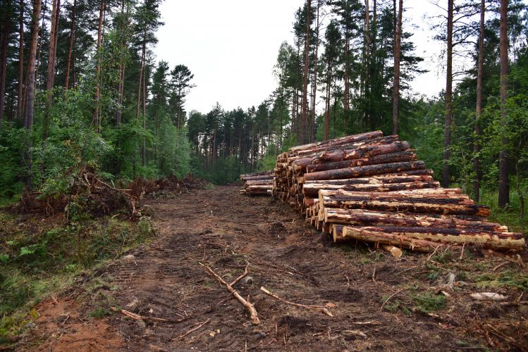 Без шуму й під прикриттям війни: уряд може відмінити ОВД для вирубок лісу
