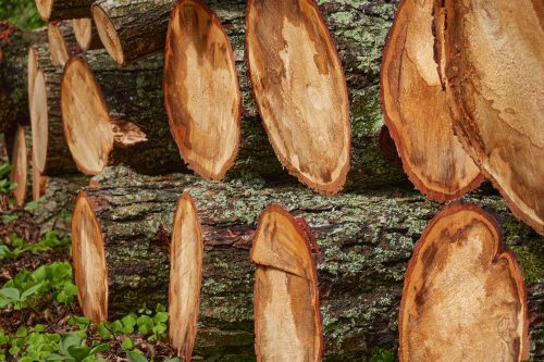 Уряд продовжив заборону на експорт лісу до кінця 2026 року