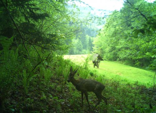 У Карпатах відновлюють високогірні луки. Навіщо це потрібно?