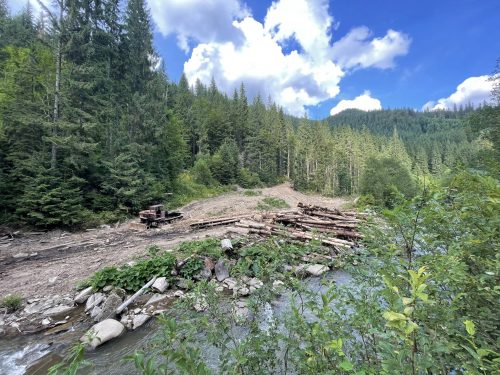 Полиция игнорирует, лесники скрывают: почему трудно бороться с незаконными вырубками