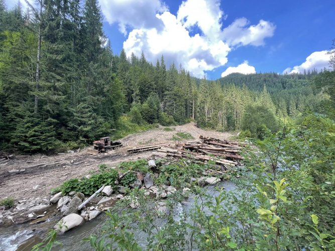 Полиция игнорирует, лесники скрывают: почему трудно бороться с незаконными вырубками