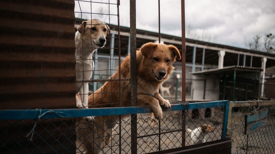 Захистити тварин: UAnimals подала правки до законопроєкту № 11328