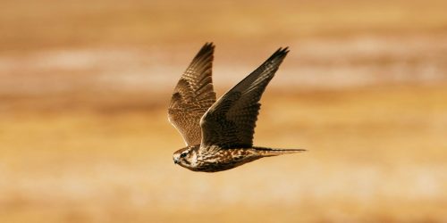 Які тварини можуть опинитися на межі вимирання у 2026 році?