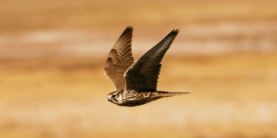 Які тварини можуть опинитися на межі вимирання у 2026 році?