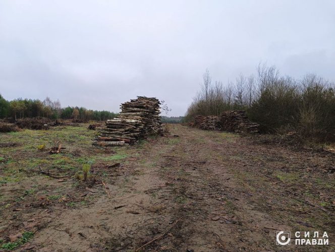 Лес в частные руки: как на Волыни раздавали участки и почему это возможно