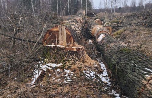 Розорення заповідників, схеми нелегальних рубок: дайджест екозлочинів тижня