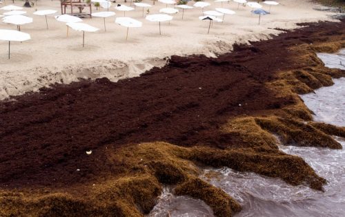 Algae are taking over the oceans due to global warming