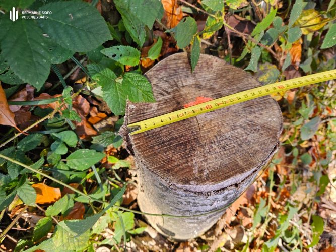 Мінвода на 2 млрд грн, хабар за мисливські угіддя, вирубка дерев – екозлочини тижня