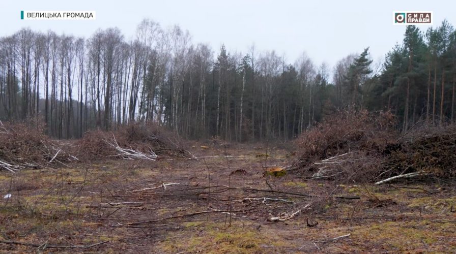 На Волині бізнесмен, який не має корів, отримав ліс під пасовище. Лісу більше немає