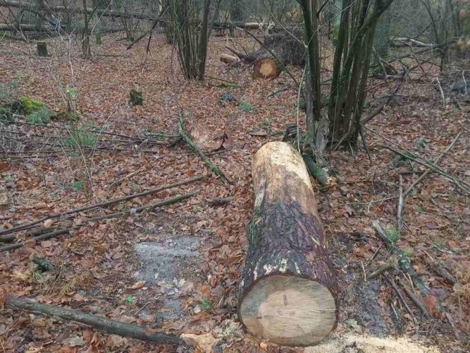 Дайджест екозлочинів тижня: вирок за захоплення берега Дніпра, рубки та забруднення