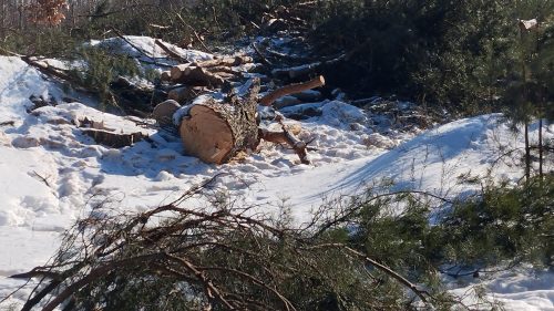 Не лише без води, а й без дерев: на Житомирщині біля кар’єру знищують ліс