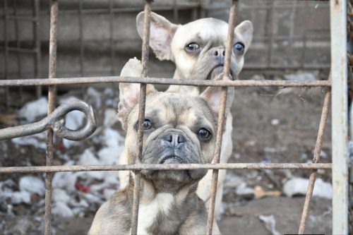 Тварини в клітках і антисанітарія: поліція Одещини відкрила справу проти скандального розплідника