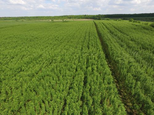 Енергетична верба: чи вигідніше за газ це біопаливо?