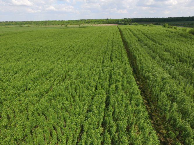 Енергетична верба: чи вигідніше за газ це біопаливо?