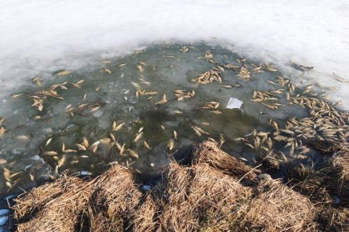 Мор риби зафіксували у Житомирі. Екоінспектори шукають причину