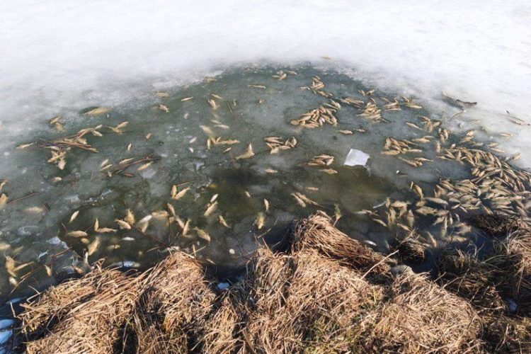 Мор риби зафіксували у Житомирі. Екоінспектори шукають причину