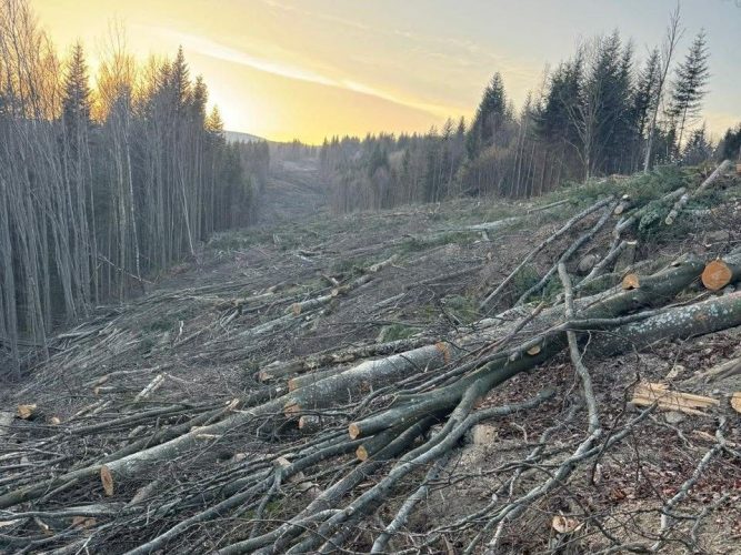 В Карпатах уничтожают лес с ценными растениями, чтобы построить ЛЭП к ветропарку