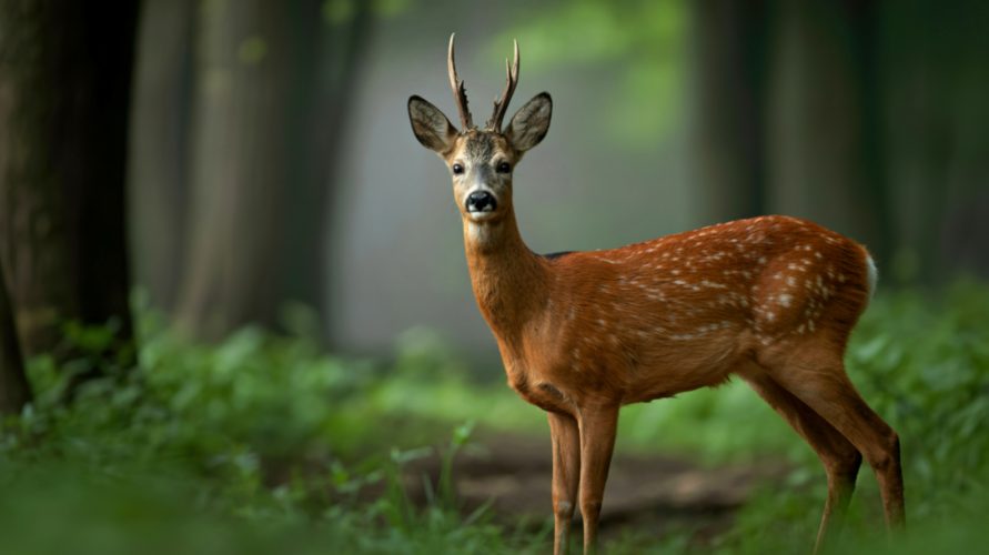 Не только война и браконьеры: что угрожает диким животным Украины