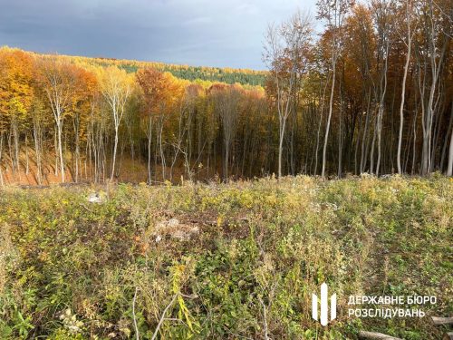 Вирубали ліс на 56 млн грн: судитимуть керівництво лісгоспу з Тернопільщини