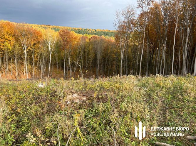 Вирубали ліс на 56 млн грн: судитимуть керівництво лісгоспу з Тернопільщини