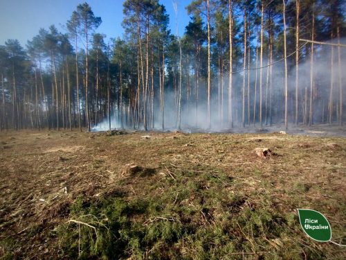 Аграрії палять траву на полях, а горять ліси. Чому лісівники посилюють протипожежні заходи