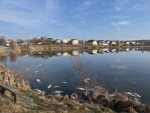 A massive fish die-off has occurred in a pond in the Ternopil region. Environmentalists blame wastewater