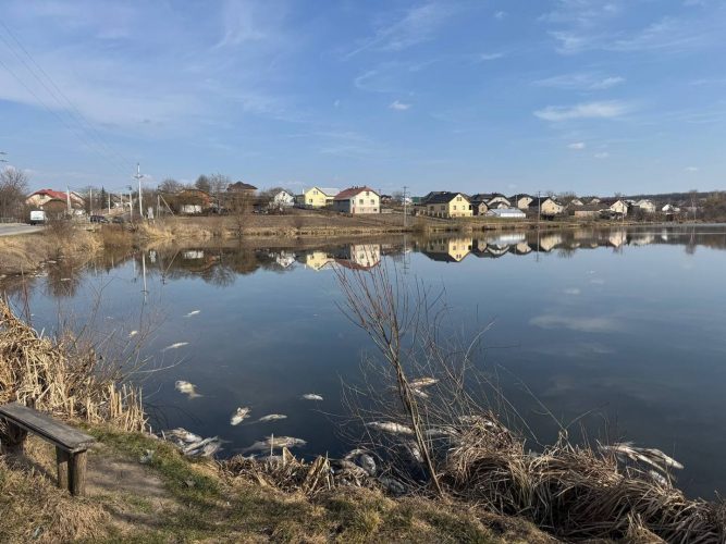 A massive fish die-off has occurred in a pond in the Ternopil region. Environmentalists blame wastewater