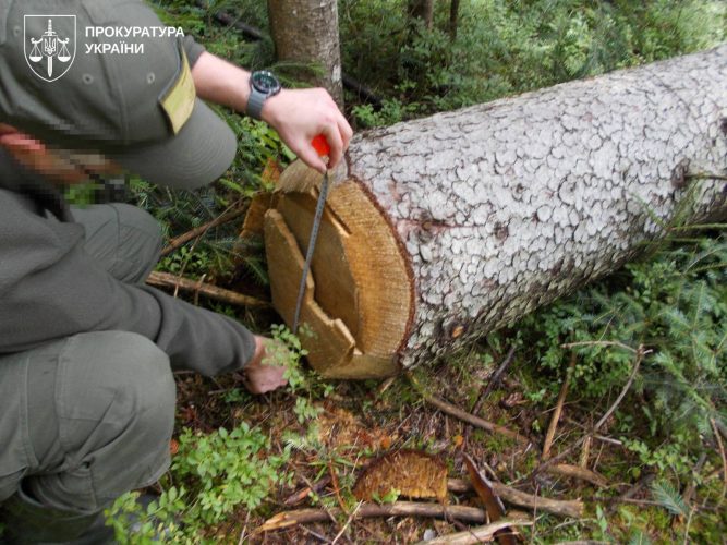 Знищили заповідний ліс на 731 млн грн: на Прикарпатті судитимуть посадовців лісгоспу