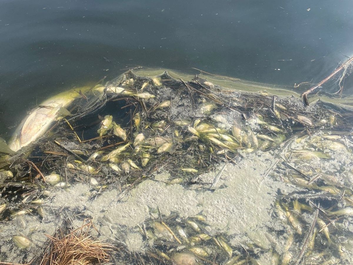 polissyareg.dei.gov.ua