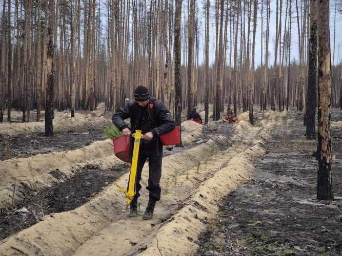 Нові ліси там, де їх може знищити війна: на Донеччині на дерева витратили мільйони