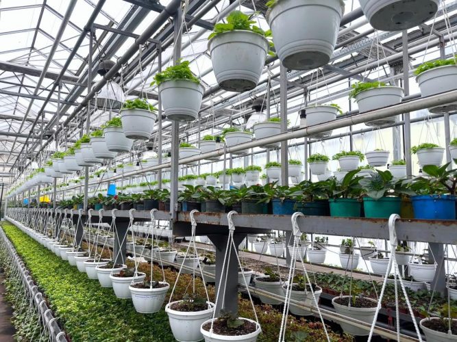 Понад 4 мільйони квітів виростять для озеленення Києва – плани КМДА