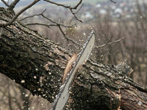 Чи є весняне кронування та кардинальне обрізання дерев порушенням