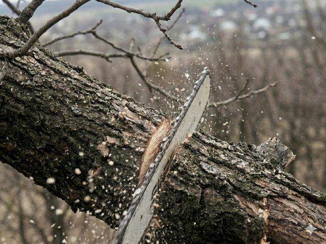 Чи є весняне кронування та кардинальне обрізання дерев порушенням