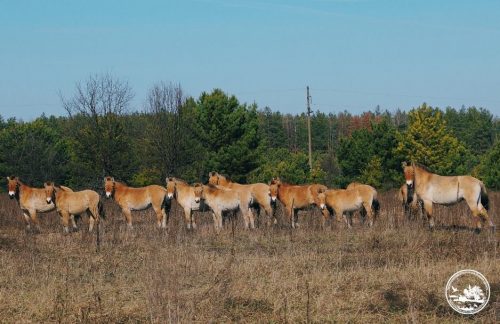 The Chernobyl zone has become a wildlife reserve and has reintroduced Przewalski's horses