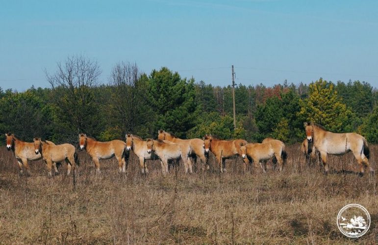 The Chernobyl zone has become a wildlife reserve and has reintroduced Przewalski's horses