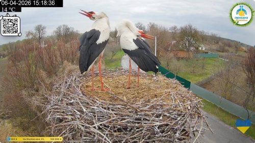 Птичья мелодрама: Грицик вернулся за Одаркой и после драки восстанавливает гнездо
