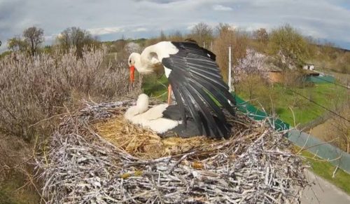 У Грицика та Одарки з’явилося п’яте та останнє яйце. Коли будуть пташенята?