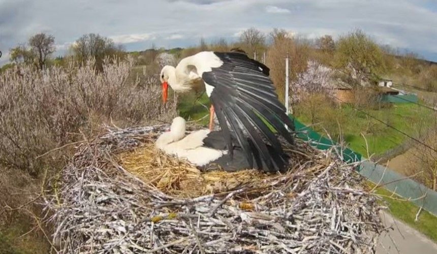 У Грицика та Одарки з’явилося п’яте та останнє яйце. Коли будуть пташенята?