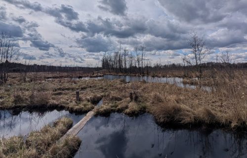 Величезне болото на Рівненщині не віддадуть для видобутку торфу