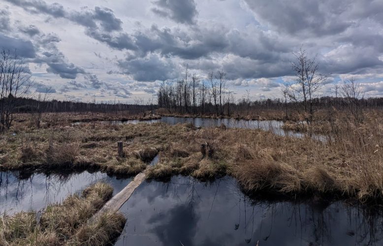 Величезне болото на Рівненщині не віддадуть для видобутку торфу