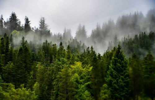 Прокурори вимагають від ДП "Ліси України" захистити прадавні ліси Івано-Франківщини