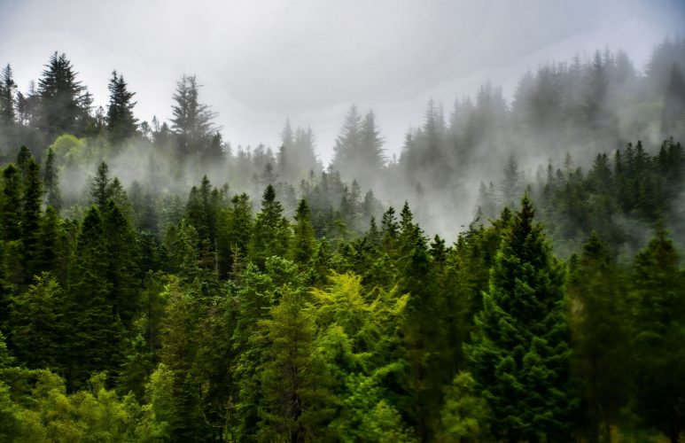 Прокурори вимагають від ДП "Ліси України" захистити прадавні ліси Івано-Франківщини