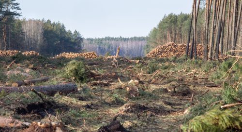 In Transcarpathia, forests will once again be cleared to make way for roads to wind farms – NGO