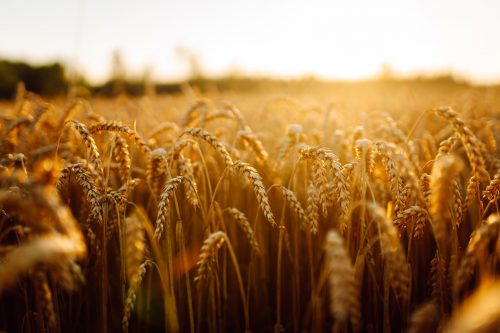 Через зміну клімату південь України втратить аграрний потенціал, а роль заходу зросте