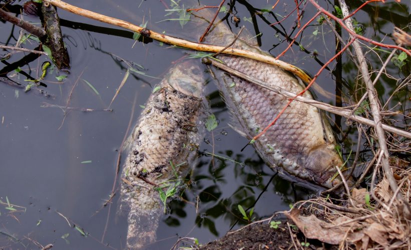 Через забруднення масово загинула риба на Харківщині