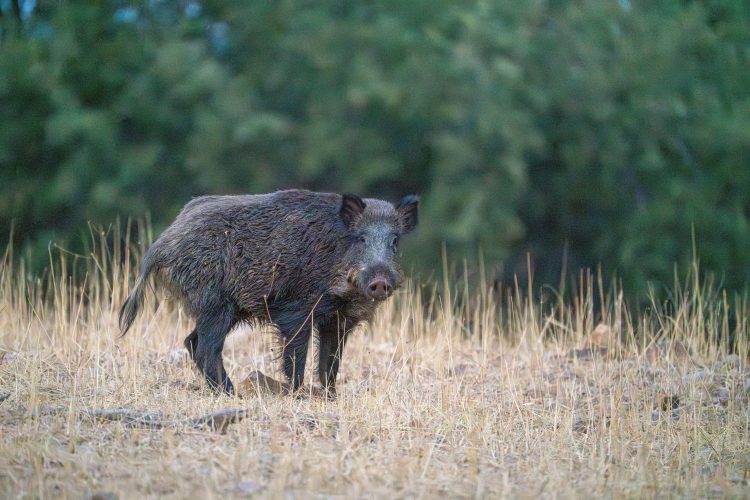 В лесах Закарпатья массово погибли дикие кабаны. Профильные службы не реагируют
