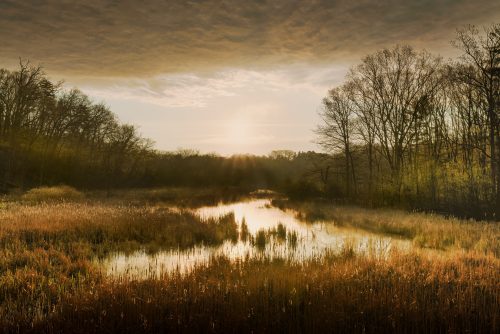 Одно из крупнейших болот Украины могут уничтожить ради добычи торфа – активисты