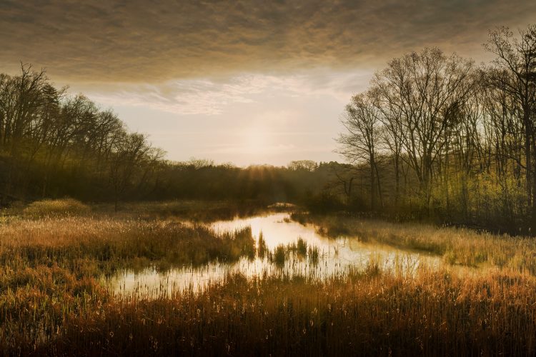 Одно из крупнейших болот Украины могут уничтожить ради добычи торфа – активисты