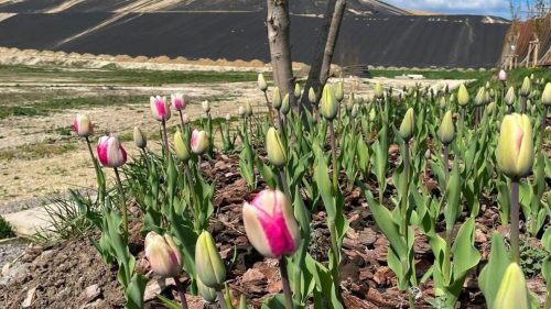 На колишньому Грибовицькому полігоні квітнуть тюльпани. Як триває рекультивація?
